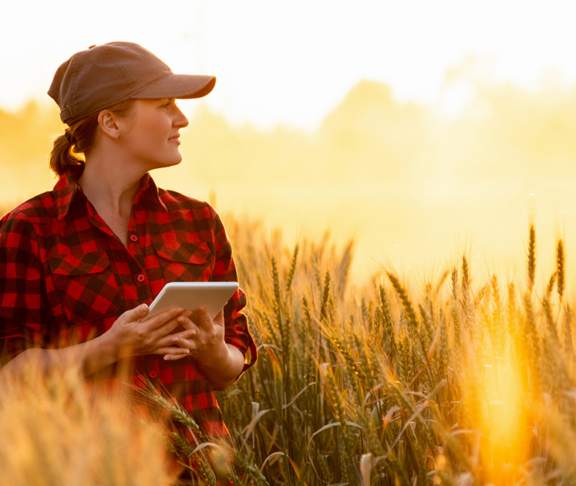A woman farmer examines the field of cereals and sends data to the cloud from the tablet