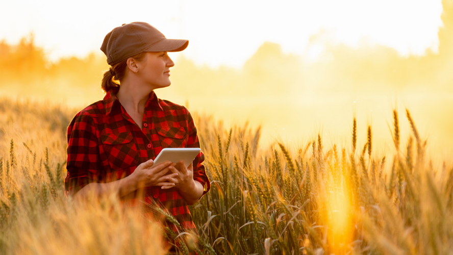 A woman farmer examines the field of cereals and sends data to the cloud from the tablet