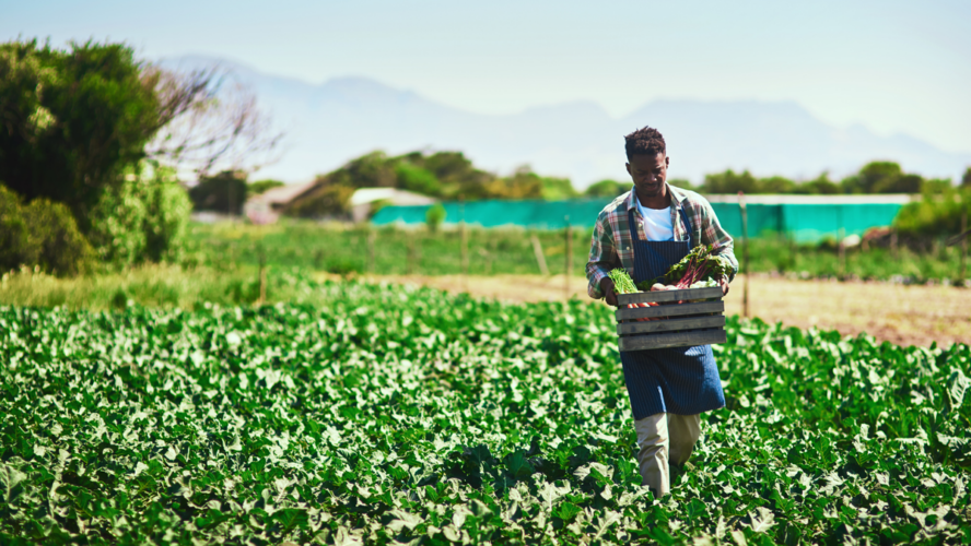 Full length shot of a young farmer walking and carrying a crate full of fresh produce at his farm