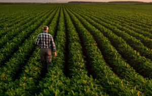 Rear view of senior farmer standing in soybean field examining crop at sunset