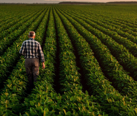 Rear view of senior farmer standing in soybean field examining crop at sunset