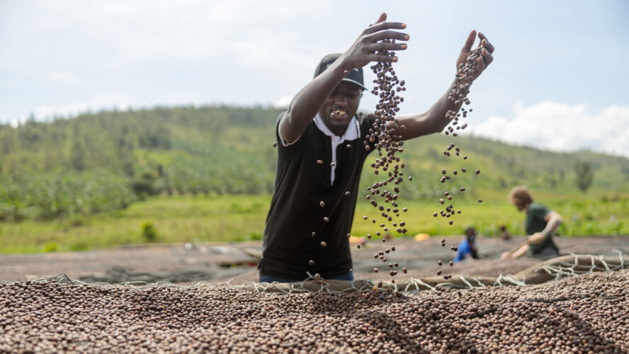 Smiling African American male worker tossing dried coffee beans with hands at farm outdoors