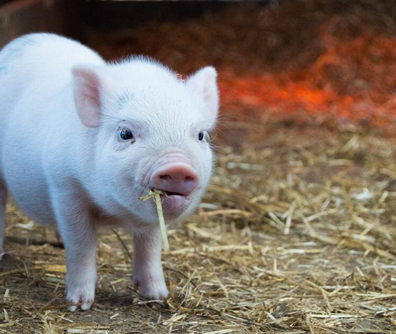 et lille svin - Sofie Signe har fået et andet forhold til dyr i forbindelse med uddannelsen