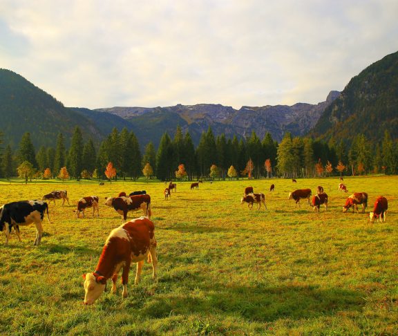 Cows livestock herding in alpine landscape near Karwendel mountain range and Bavarian alps in Germany - Majestic alpine landscape in gold colored autumn, dramatic Tyrol mountains panorama and Idyllic Tirol meadows, Austria