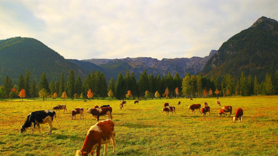 Cows livestock herding in alpine landscape near Karwendel mountain range and Bavarian alps in Germany - Majestic alpine landscape in gold colored autumn, dramatic Tyrol mountains panorama and Idyllic Tirol meadows, Austria