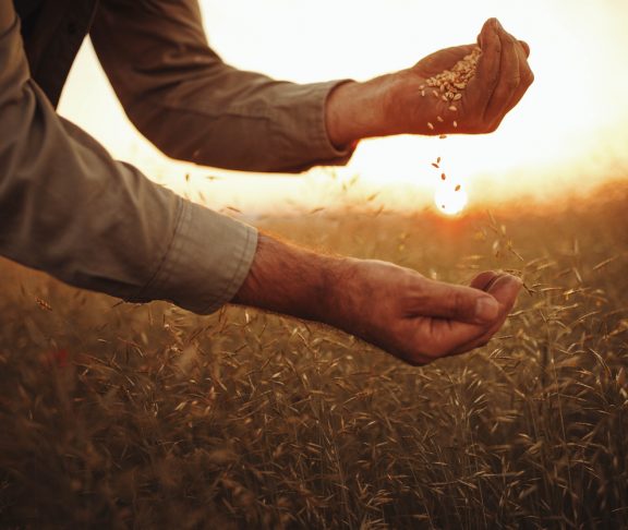Photo of farmer's hands holding wheat grains in sunset