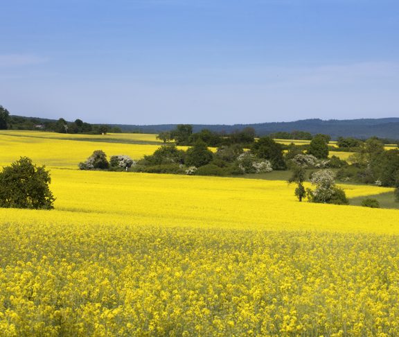 Canola field in spring