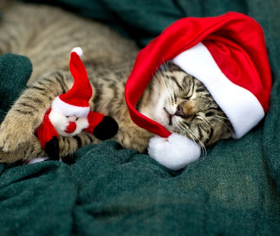 A sleeping little cat with santa hat