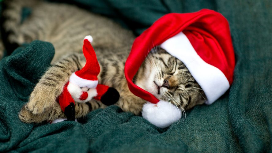 A sleeping little cat with santa hat