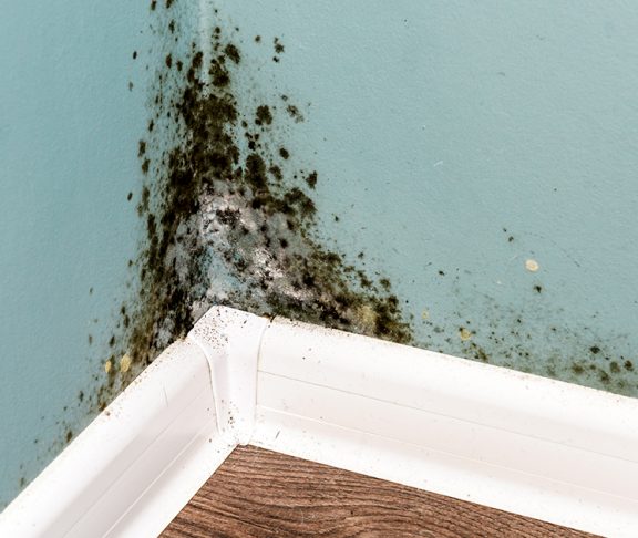 en væg med skimmelsvamp kan give allergi
