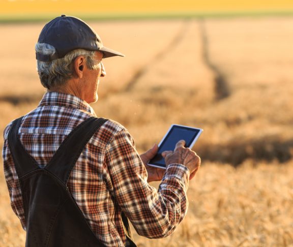 Mature farmer using digital tablet for examination of the wheat field status. Wears shirt, union suit and a hat. On background sunbeam and gold colored field. Focus on foreground.