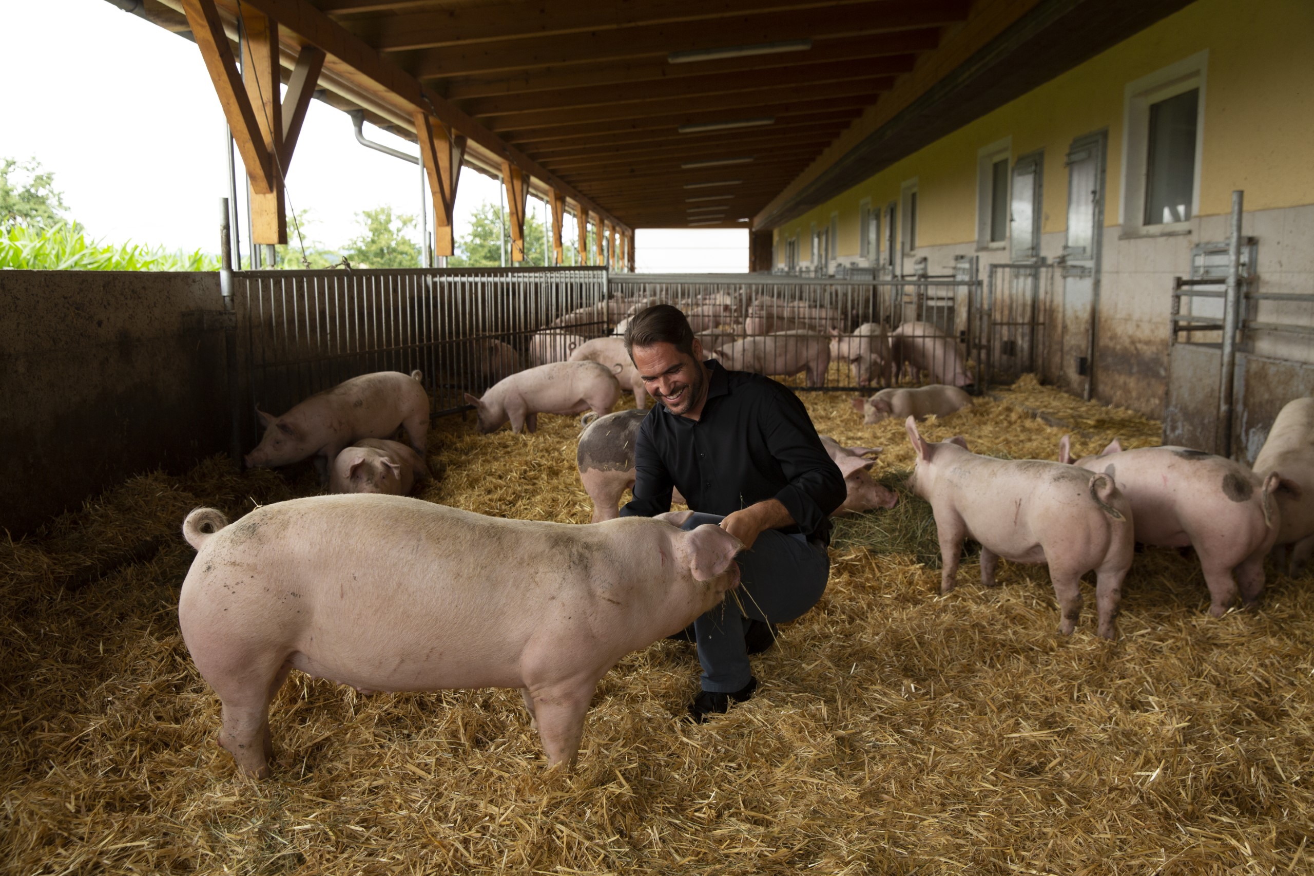 Bauernhof, Schweinestall, Mann füttert ein Schwein mit Heu