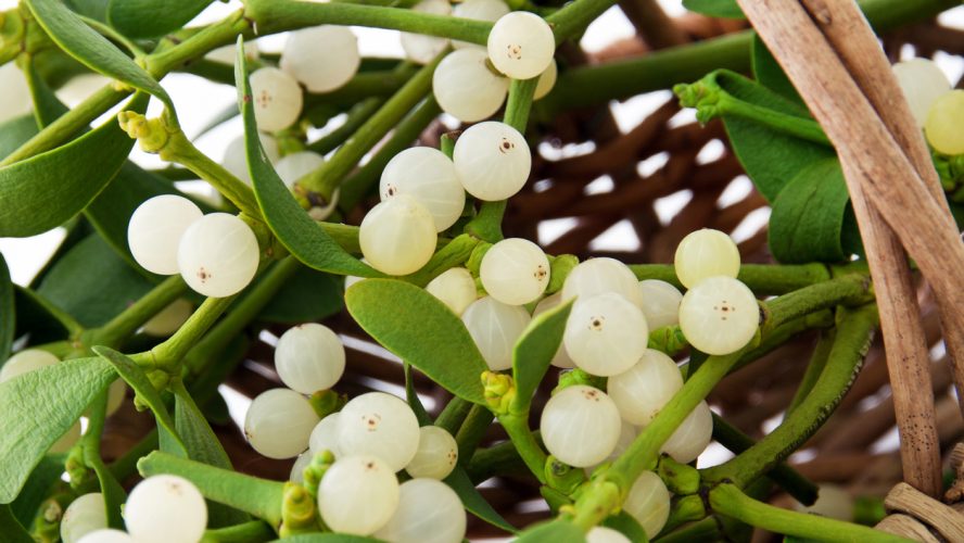 Mistletoe plant in a basket close up
