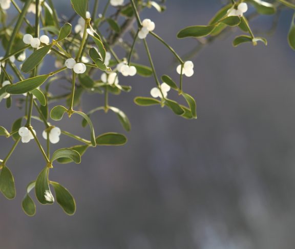 Close up of mistletoe in february /shallow DOF / Alternative herb used to treat cancerClose up of mistletoe in february /shallow DOF / Alternative herb used to treat cancer