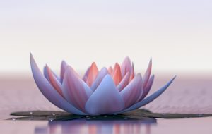 a lotus flower good for relaxation (3d rendering)