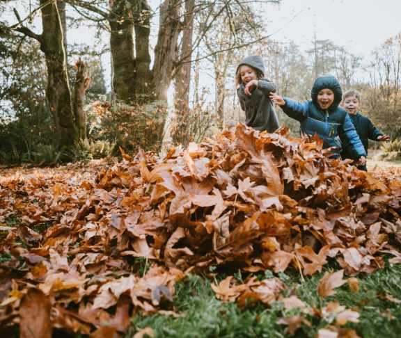 A group of children runs excitedly to jump into a pile of raked up maple leaves. A beautiful sunny day in the Pacific Northwest, Washington, United States.