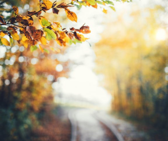 Autumn background with colorful branches and defocused path through forest.