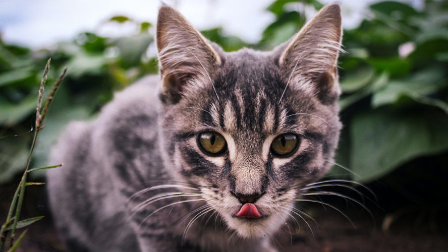 Katze frontal schleckt sich den Mund grau getigerte europäische Kurzhaar Katze
