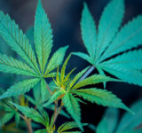 Cannabis Pflanze CBD