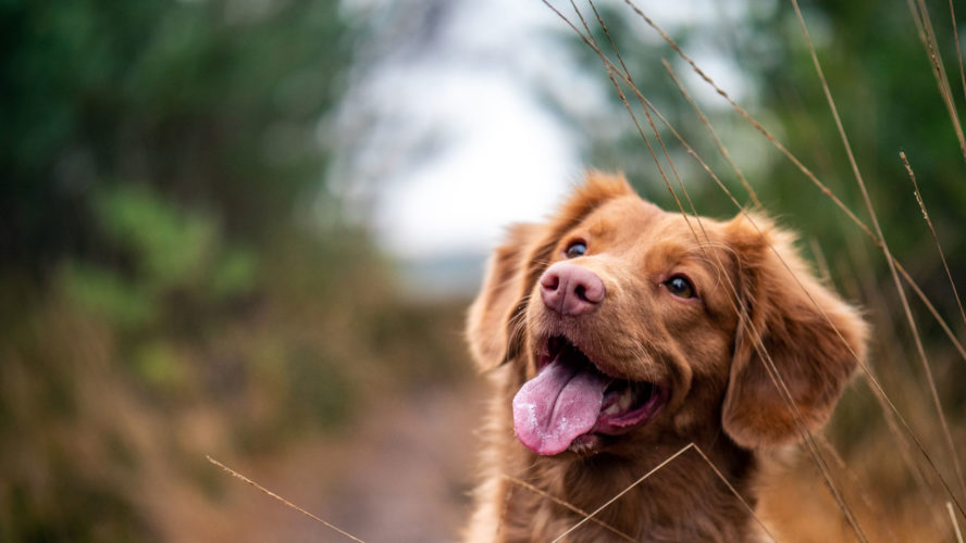 Hund im Wald schaut nach oben mit seiner Zunge raus