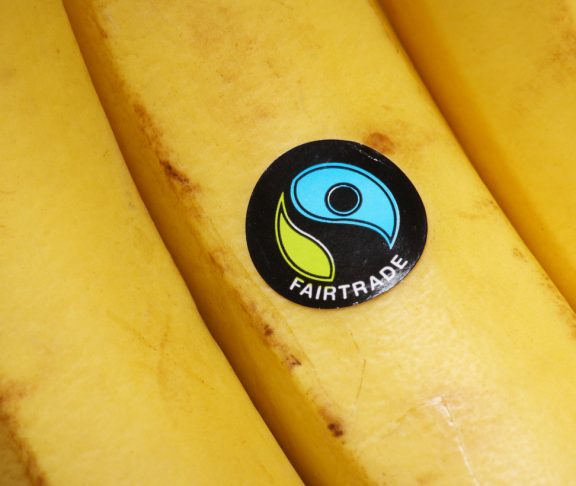 Bracknell, England - May 30, 2014: Bananas bearing the United Kingdom Fairtrade Foundation sticker. Founded in 1992 the organisation promotes global trade with marginalised workers and their communities. The sticker is licensed to products sold in the UK in accordance with internationally agreed Fairtrade standards