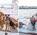 veneily-koiran-kanssa-turvallisuus