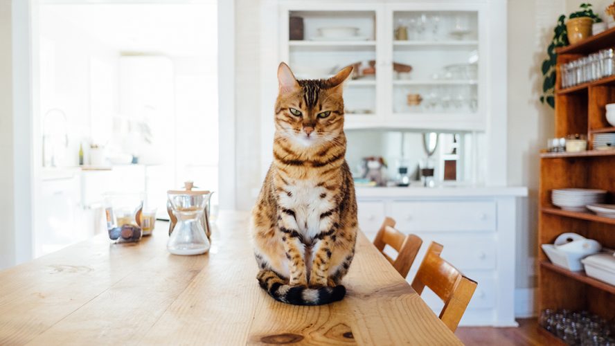Kat met bruin-witte vacht zit op keukentafel