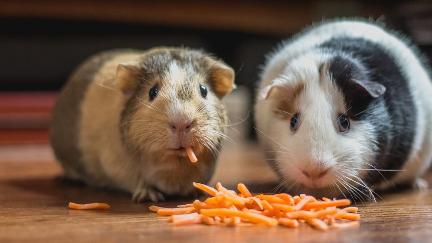 Twee hamsters eten geraspte wortel