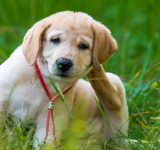 Vlooien herkennen bij honden: een jonge pup krabt achter zijn oor