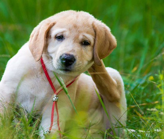 Vlooien herkennen bij honden: een jonge pup krabt achter zijn oor