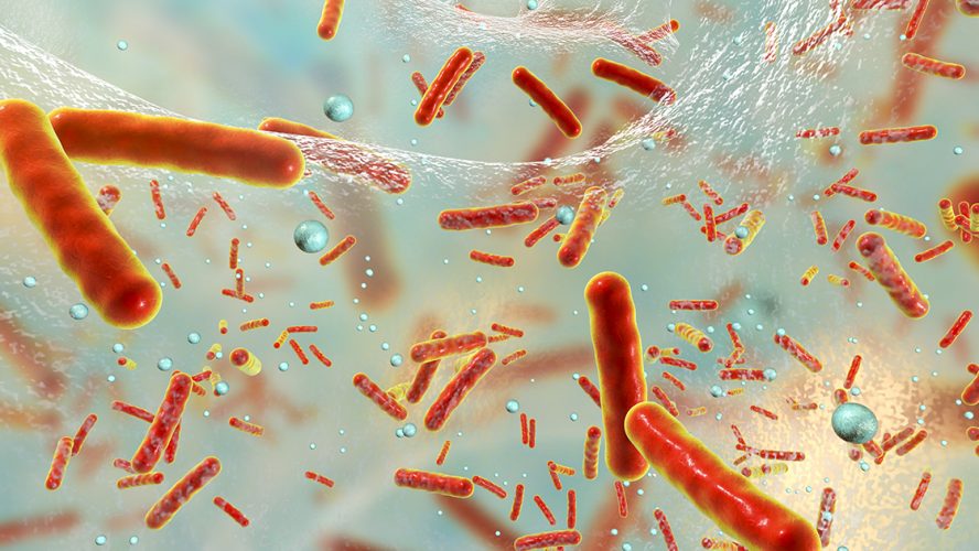 3D-beeld van bacteriën
