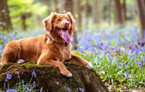 Gelukkige hond in het bos